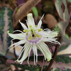 Passiflora trifasciata
