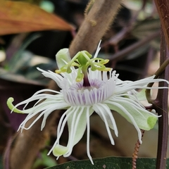 Passiflora trifasciata