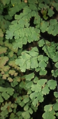 Adiantum raddianum