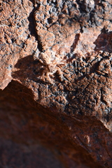 Platycryptus arizonensis