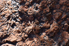 Platycryptus arizonensis