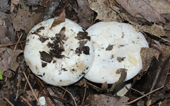 Lactifluus subvellereus