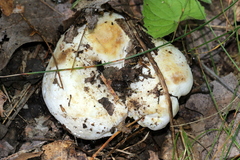 Lactifluus subvellereus