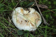 Lactifluus subvellereus