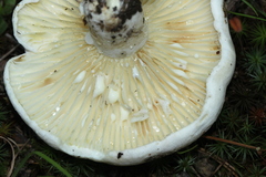 Lactifluus subvellereus