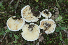 Lactifluus subvellereus