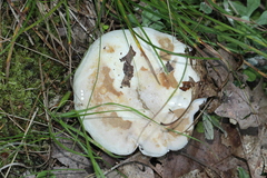 Lactifluus subvellereus