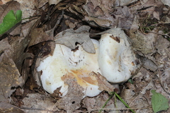 Lactifluus subvellereus