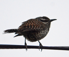 Campylorhynchus jocosus