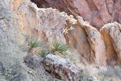 Yucca baccata brevifolia