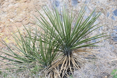 Yucca baccata brevifolia
