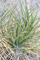 Yucca baccata brevifolia