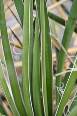 Yucca baccata brevifolia