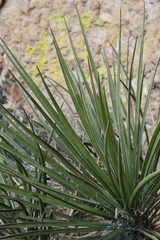 Yucca baccata brevifolia