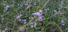 Scaevola aemula