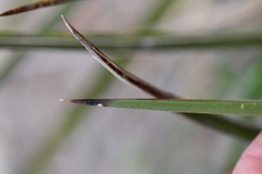 Yucca baccata brevifolia