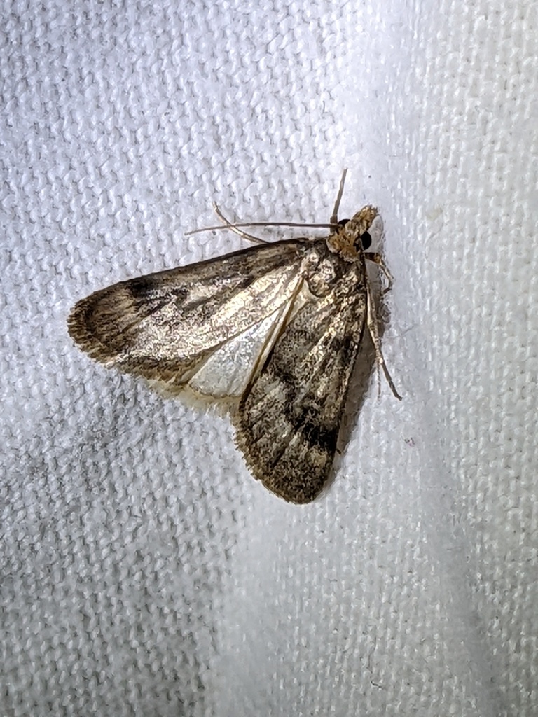 Loxostegopsis polle