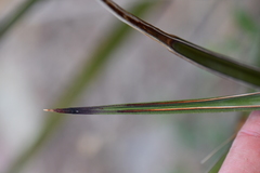 Yucca baccata brevifolia