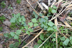 Phaseolus filiformis