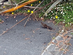 Dasyornis broadbenti