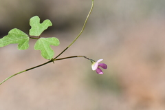 Phaseolus filiformis