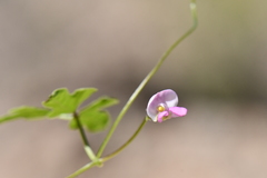 Phaseolus filiformis