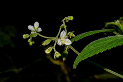 Klaprothia mentzelioides