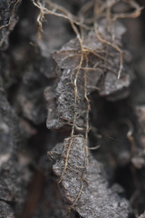 Venturiella sinensis