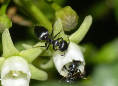 Crematogaster peringueyi