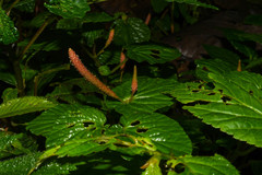 Peperomia pachystachya