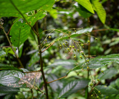 Acalypha platyphylla