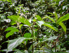 Acalypha platyphylla