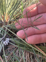 Lomatium gormanii