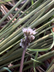 Lomatium gormanii