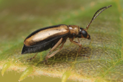 Monolepta subsuturalis