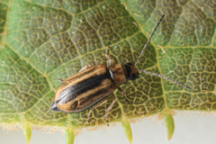 Monolepta subsuturalis