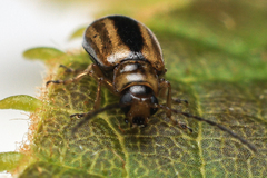 Monolepta subsuturalis