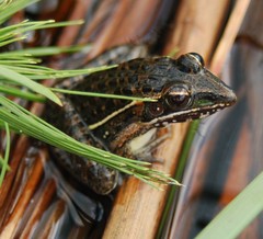 Ptychadena taenioscelis