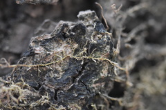 Venturiella sinensis