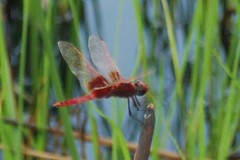 Urothemis luciana