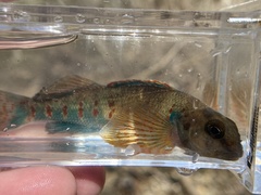 Etheostoma variatum