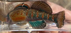 Etheostoma variatum