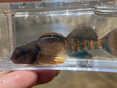 Etheostoma variatum