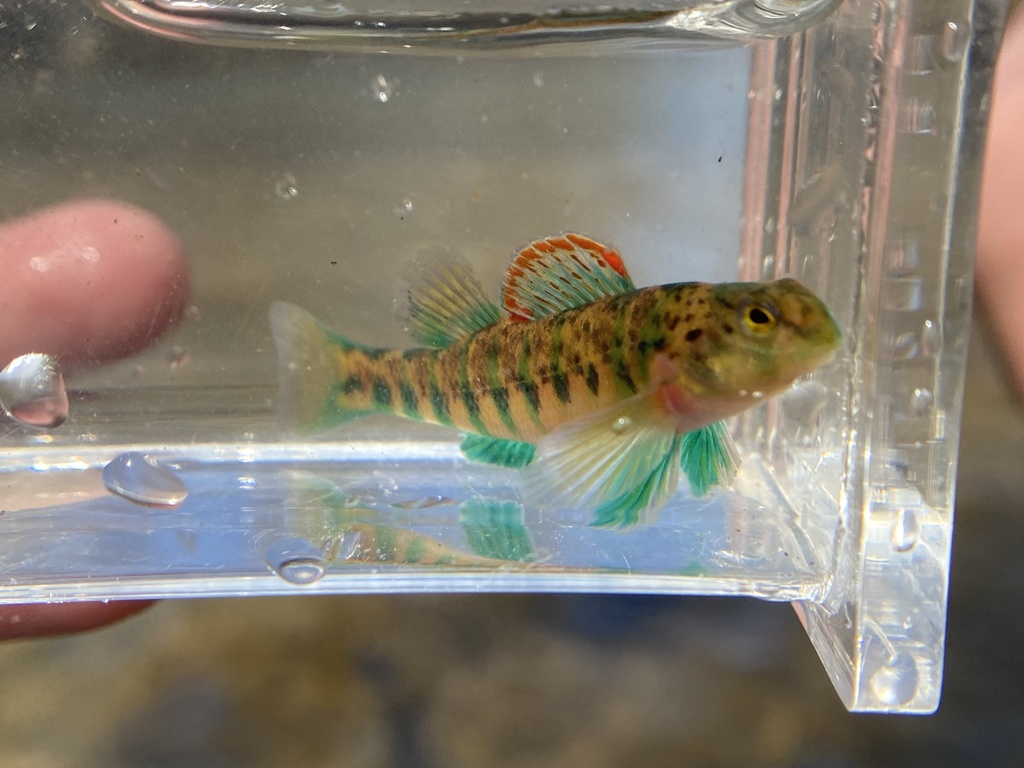 Emerald darter (Etheostoma baileyi) — Percidae