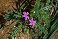 Glandularia latilobata