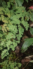 Adiantum raddianum