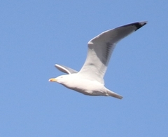 Larus argentatus