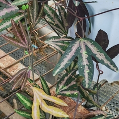 Passiflora trifasciata