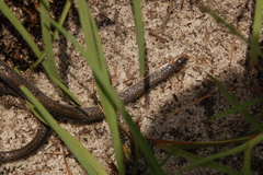 Natriciteres
