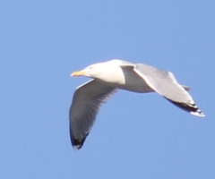 Larus argentatus